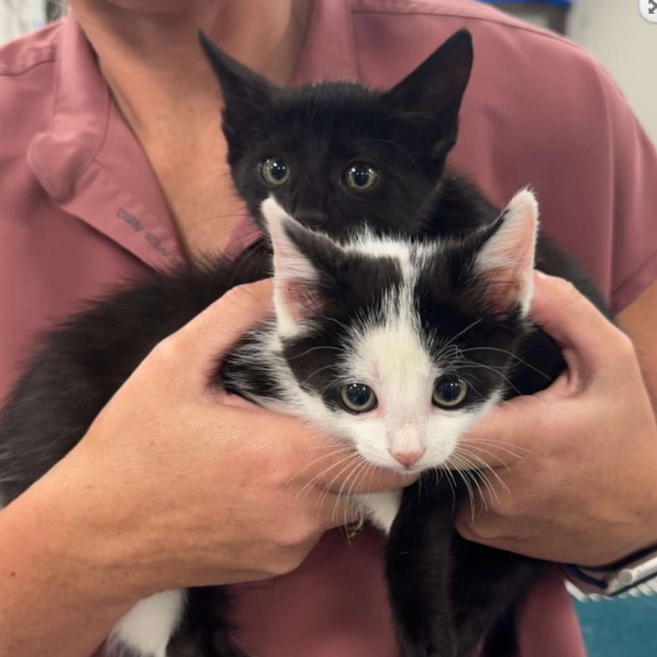 Juice, Adoptable, Kitten Male Domestic Short Hair.