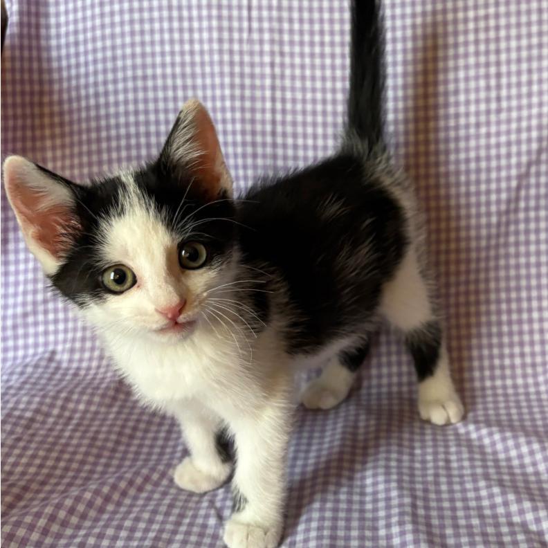 Juice, a Adoptable Domestic Short Hair in Coralville, IA image 2/3