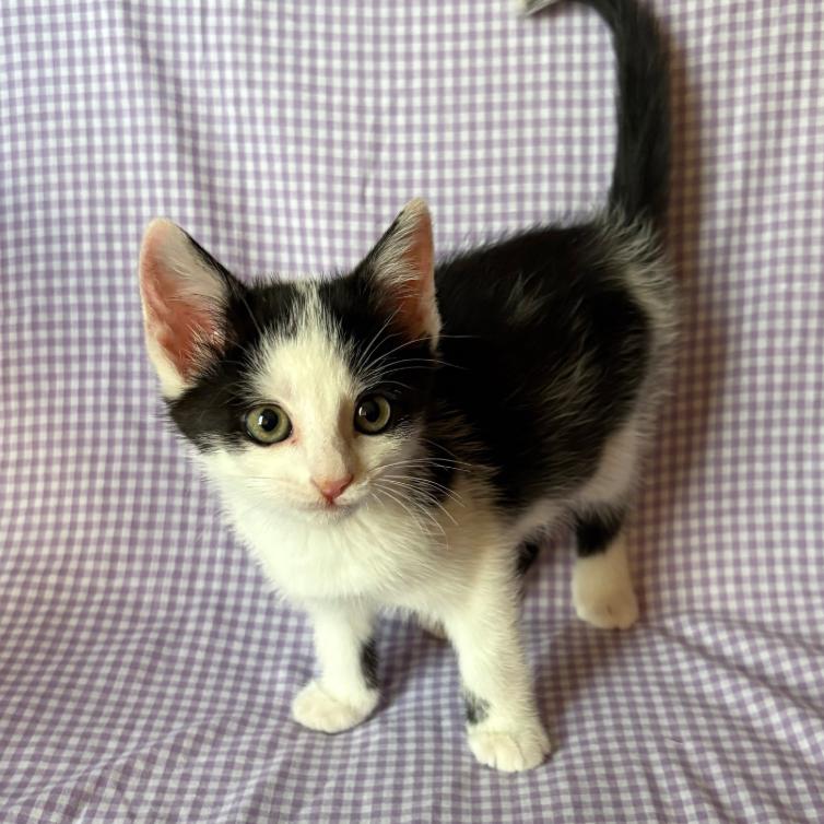 Juice, a Adoptable Domestic Short Hair in Coralville, IA image 3/3