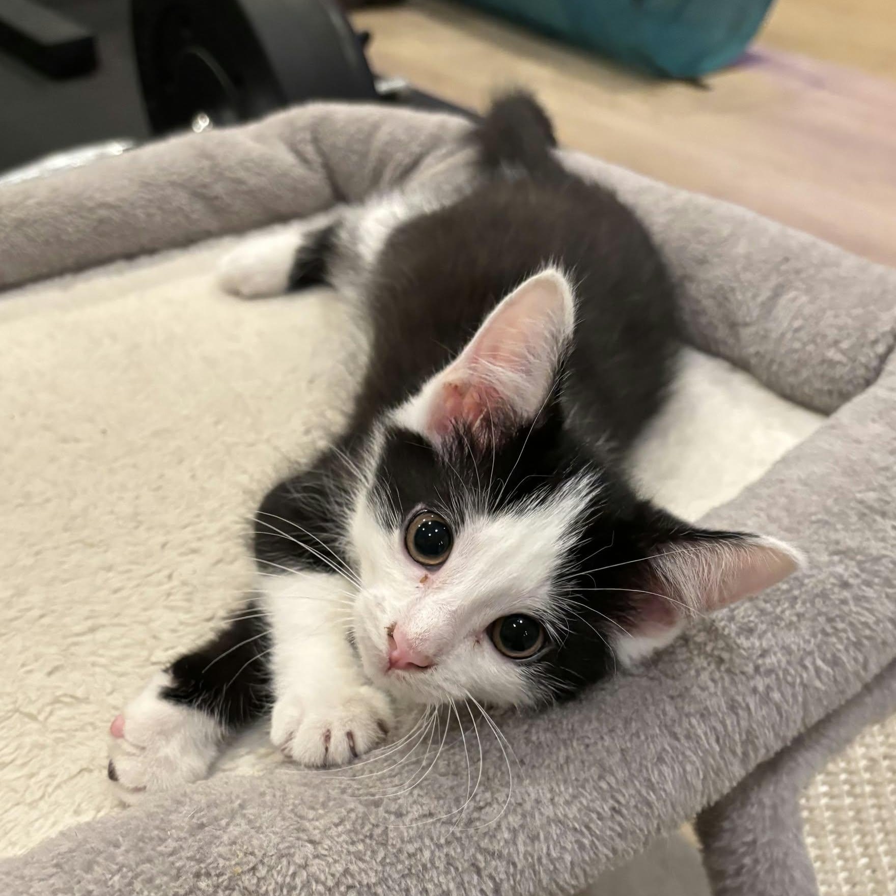 Enlarge Shortfin, a Adopted Domestic Short Hair in Martinsville, IN image 1/1