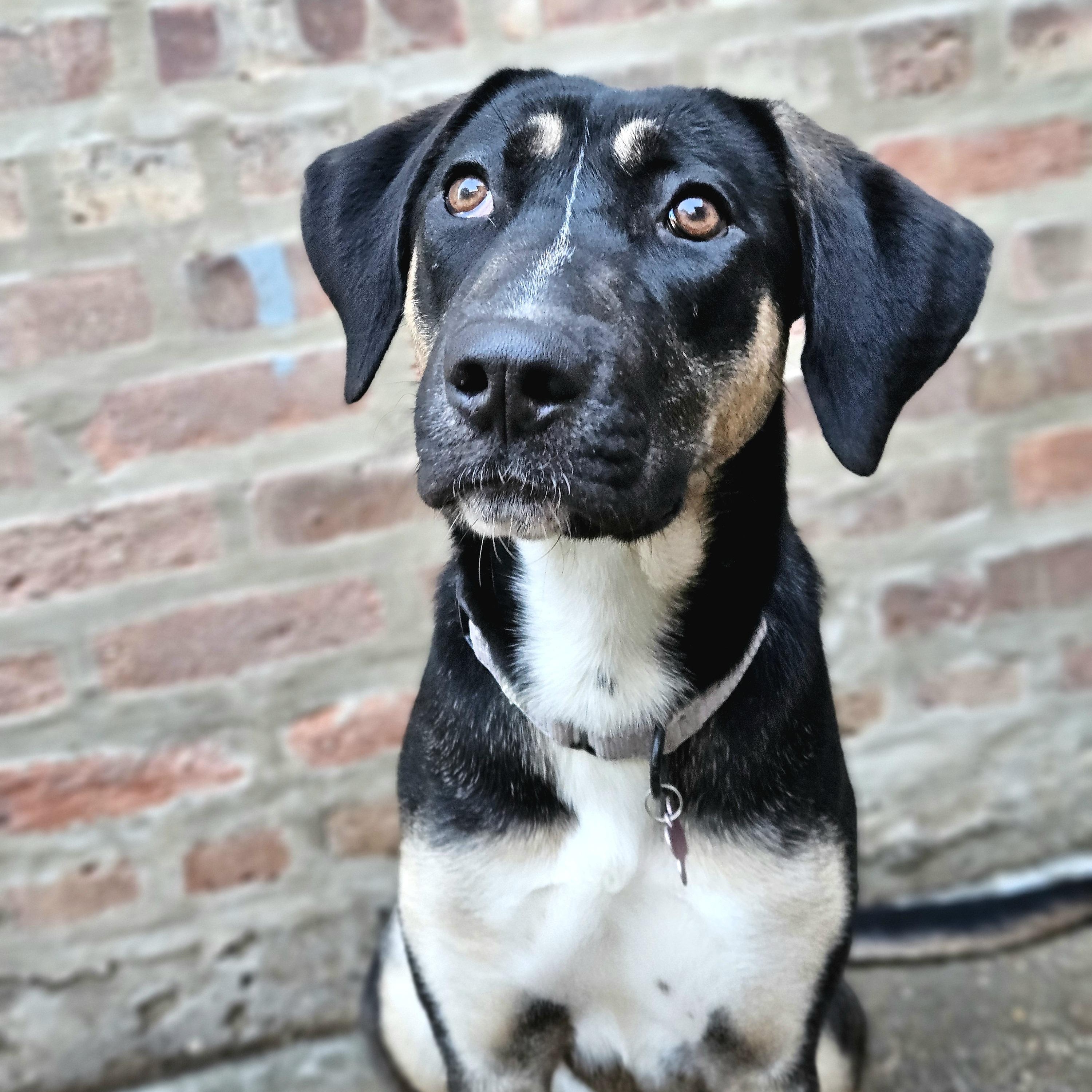 Sable (REDUCED FEE!), ADOPTABLE, Young Female German Shepherd Dog & Hound.