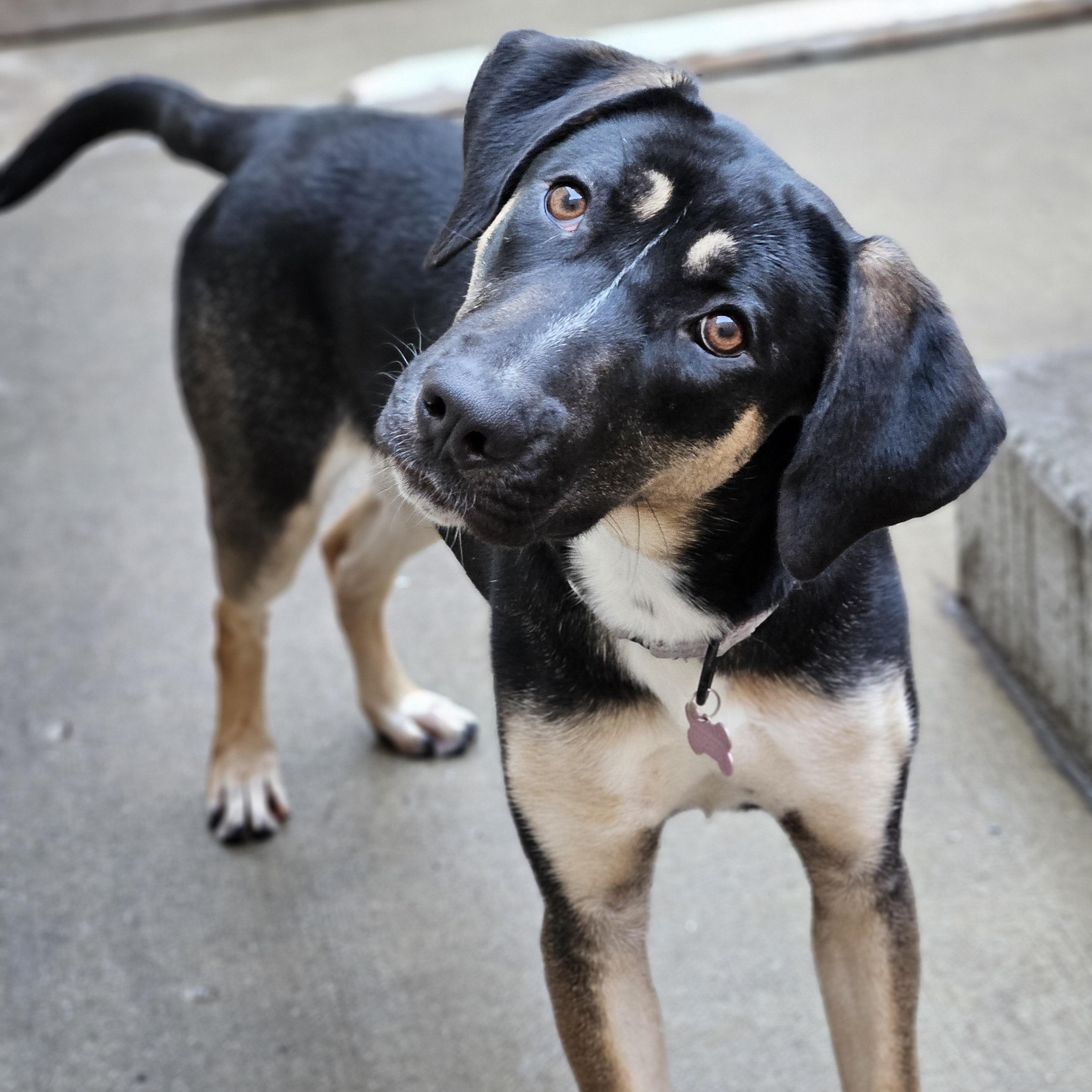 Sable (REDUCED FEE!), a hold mixed breed in Chicago, IL image 6/6