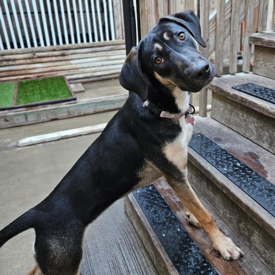 Sable (REDUCED FEE!), a hold mixed breed in Chicago, IL image 2/6