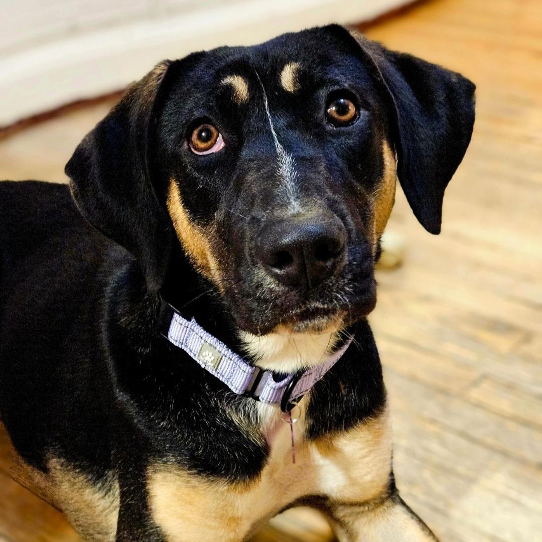 Sable (REDUCED FEE!), a hold mixed breed in Chicago, IL image 4/6