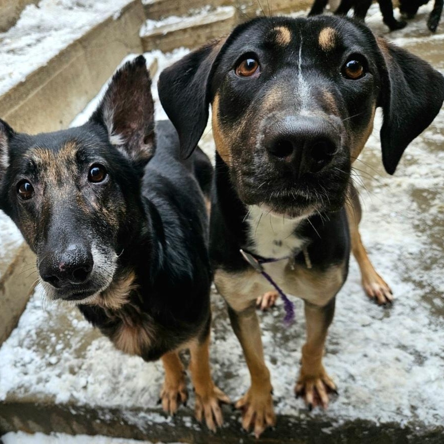 Sable (REDUCED FEE!), a hold mixed breed in Chicago, IL image 5/6