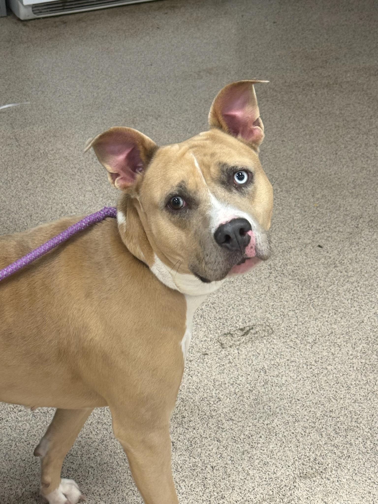 Enlarge Sage, a ADOPTABLE Pit Bull Terrier in Teterboro, NJ image 1/1