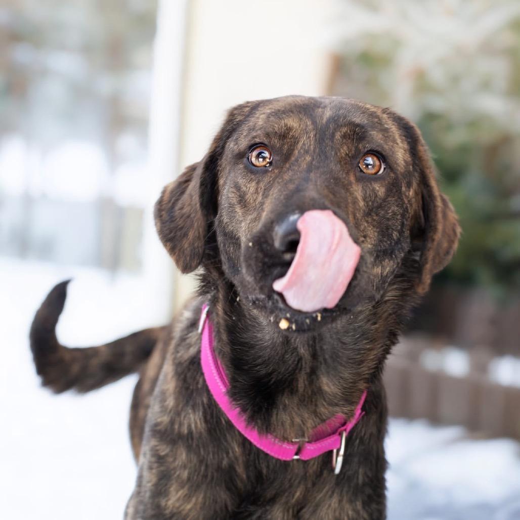 Enlarge Chewie, a Adoptable mixed breed in Belleville, IL image 1/6