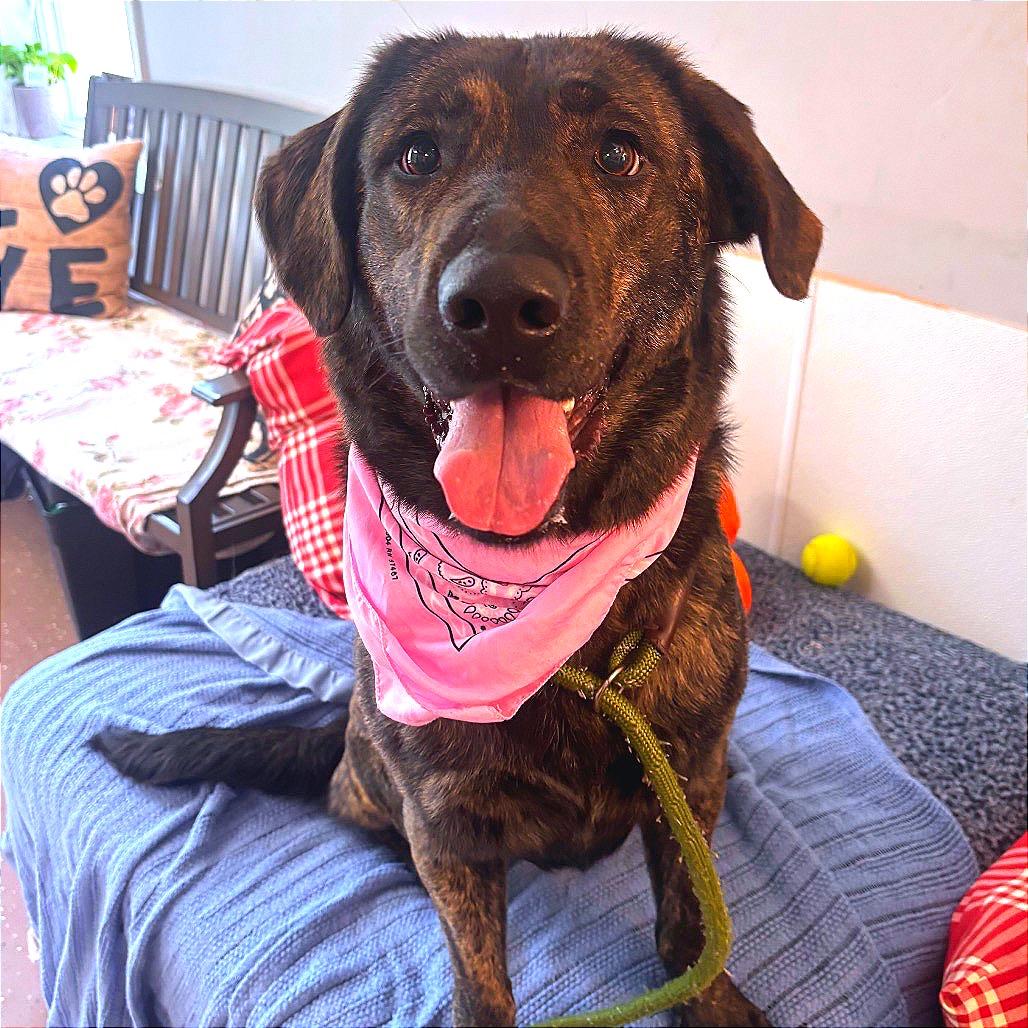 Enlarge Chewie, a Adoptable mixed breed in Belleville, IL image 3/6