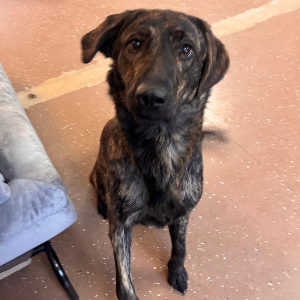 Enlarge Chewie, a Adoptable mixed breed in Belleville, IL image 4/6