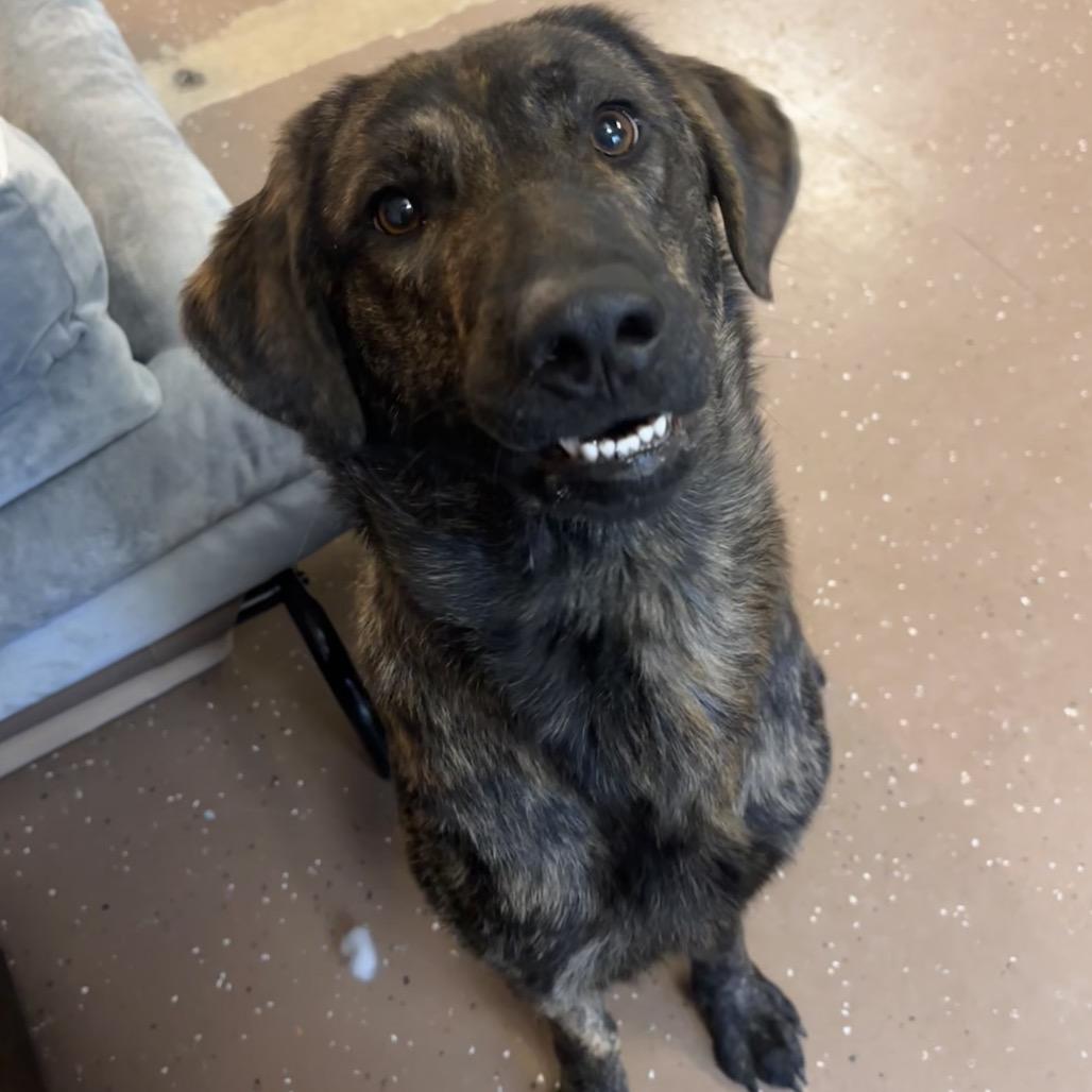 Enlarge Chewie, a Adoptable mixed breed in Belleville, IL image 5/6