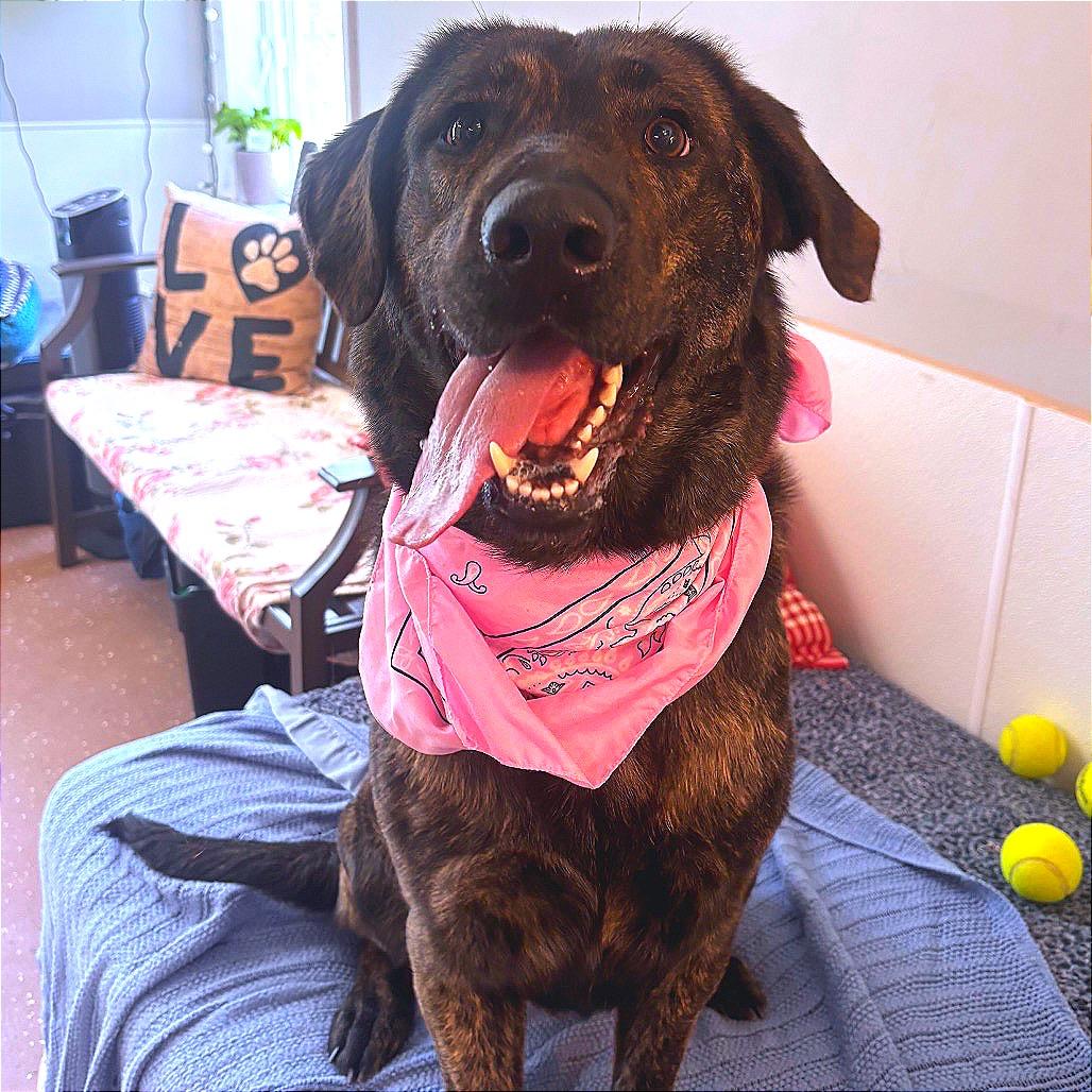 Enlarge Chewie, a Adoptable mixed breed in Belleville, IL image 6/6