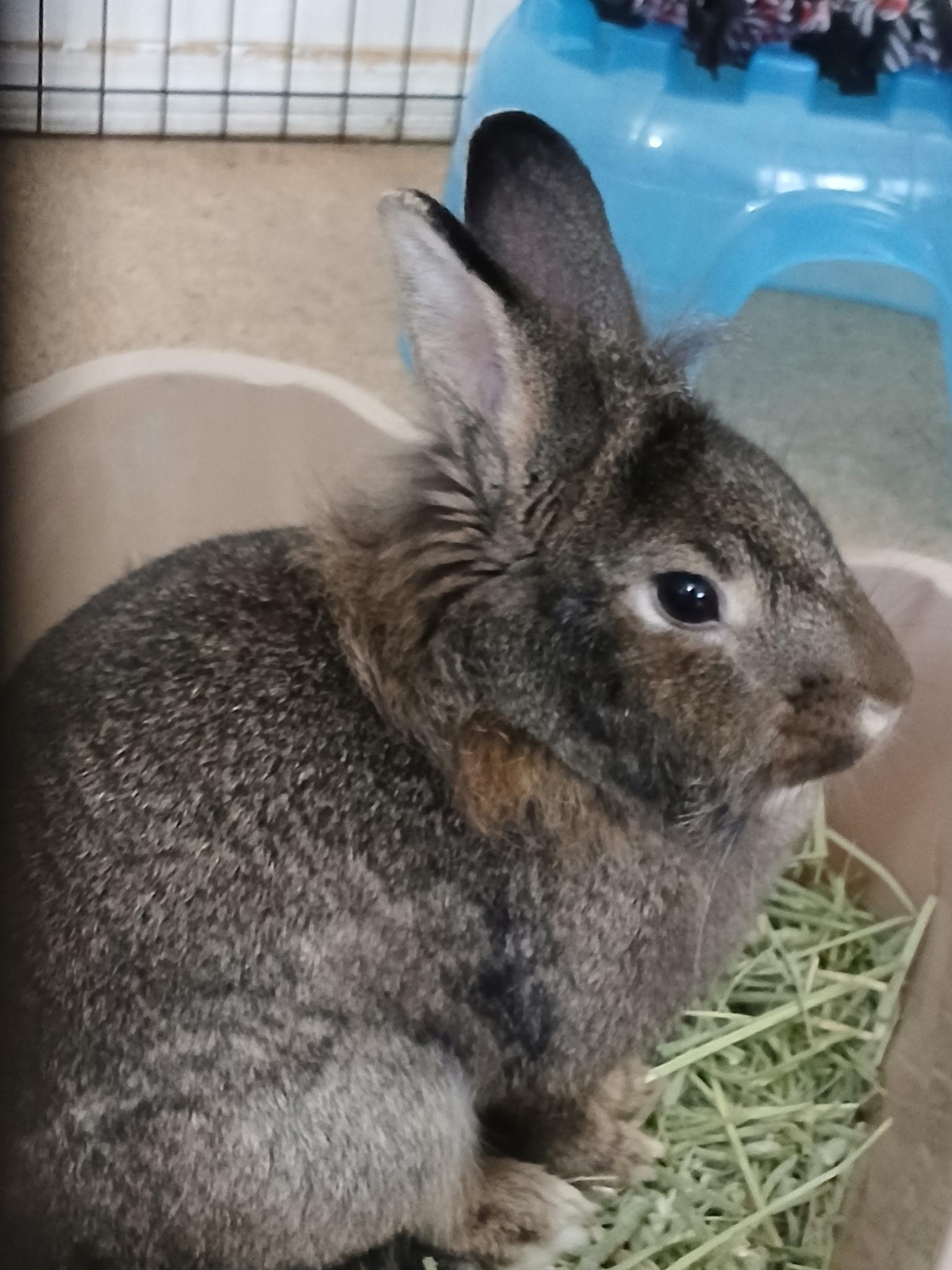Enlarge Chex Mix, a Adopted Lionhead in Chicago, IL image 1/2