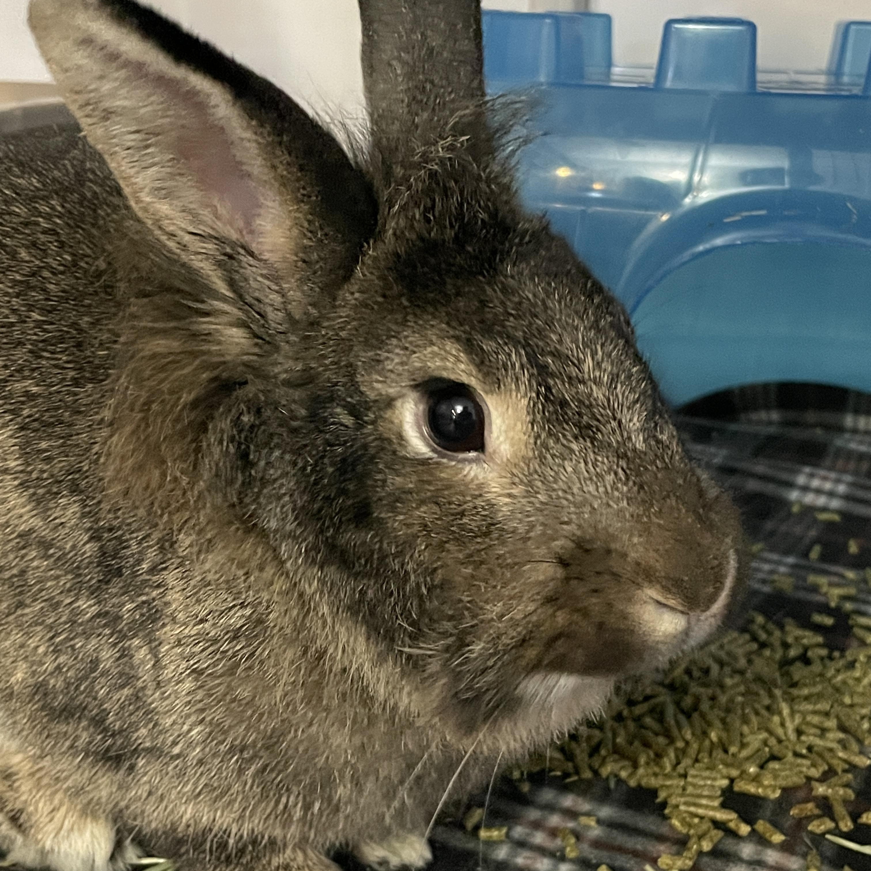 Enlarge Chex Mix, a Adopted Lionhead in Chicago, IL image 2/2