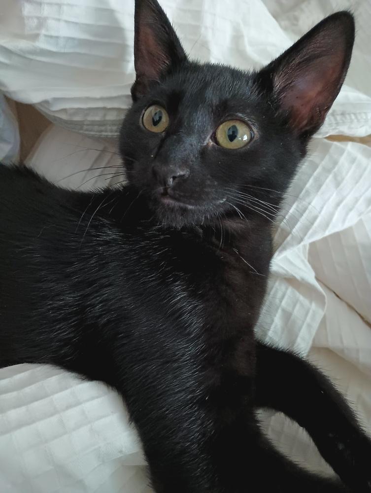 Enlarge Bellatrix, a Adoptable mixed breed in Lebanon, OR image 1/4