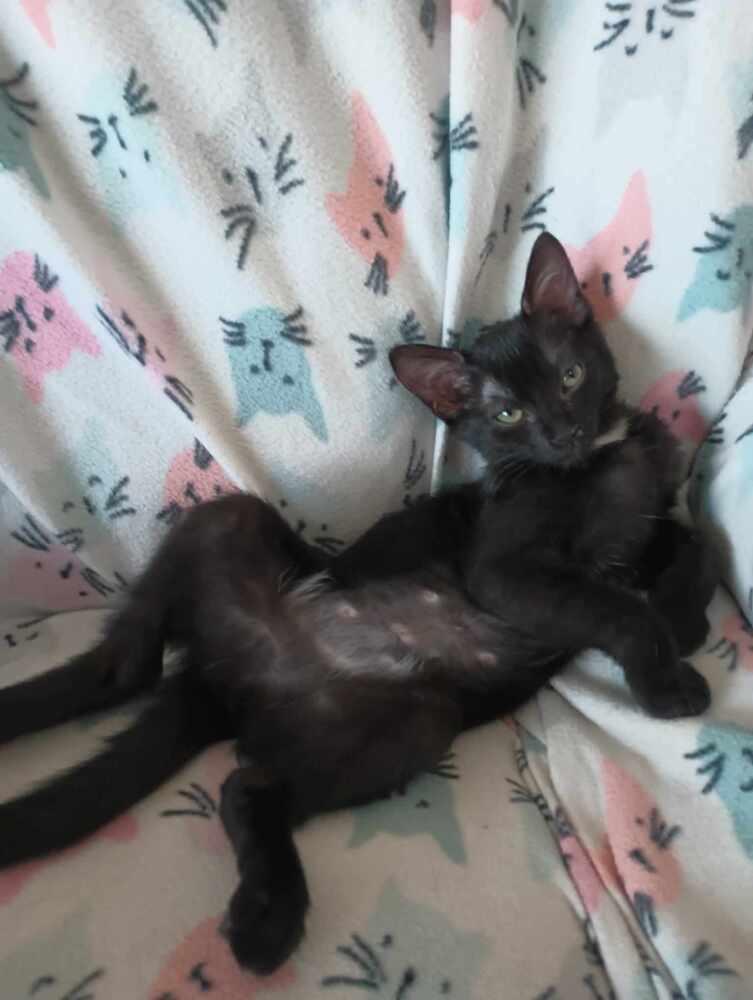 Enlarge Bellatrix, a Adoptable mixed breed in Lebanon, OR image 2/4