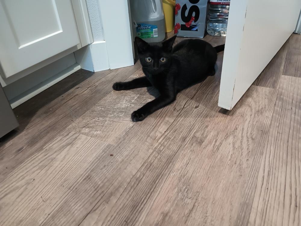 Enlarge Bellatrix, a Adoptable mixed breed in Lebanon, OR image 4/4