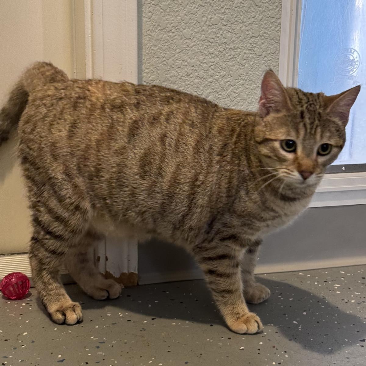 Karat, Adoptable, Young Female Domestic Short Hair.