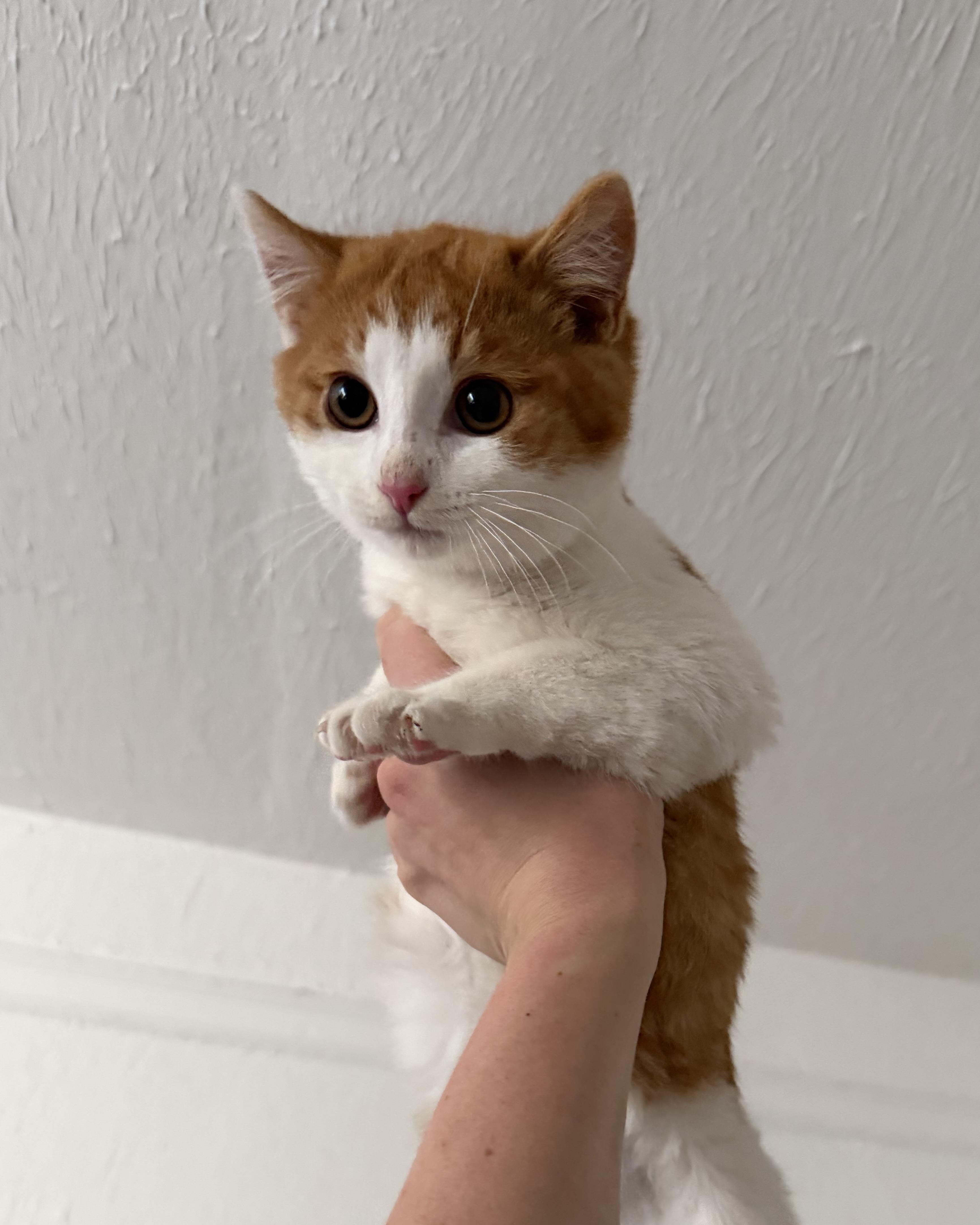 Enlarge Curly Fry (bonded with Dot), a Adopted Domestic Short Hair in San Francisco, CA image 2/6