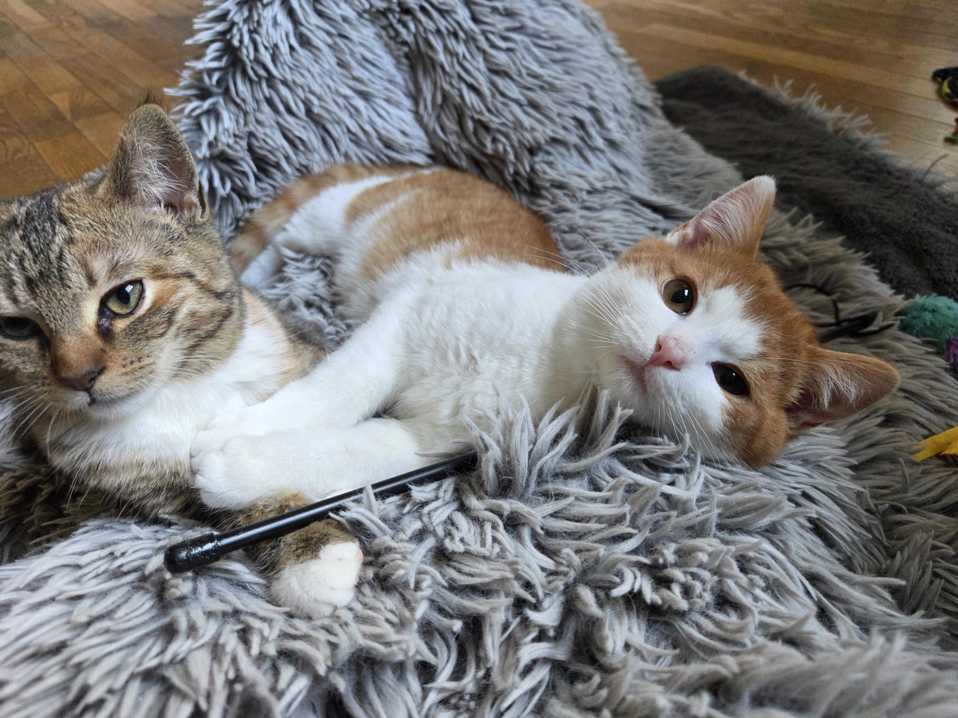 Enlarge Curly Fry (bonded with Dot), a Adopted Domestic Short Hair in San Francisco, CA image 5/6