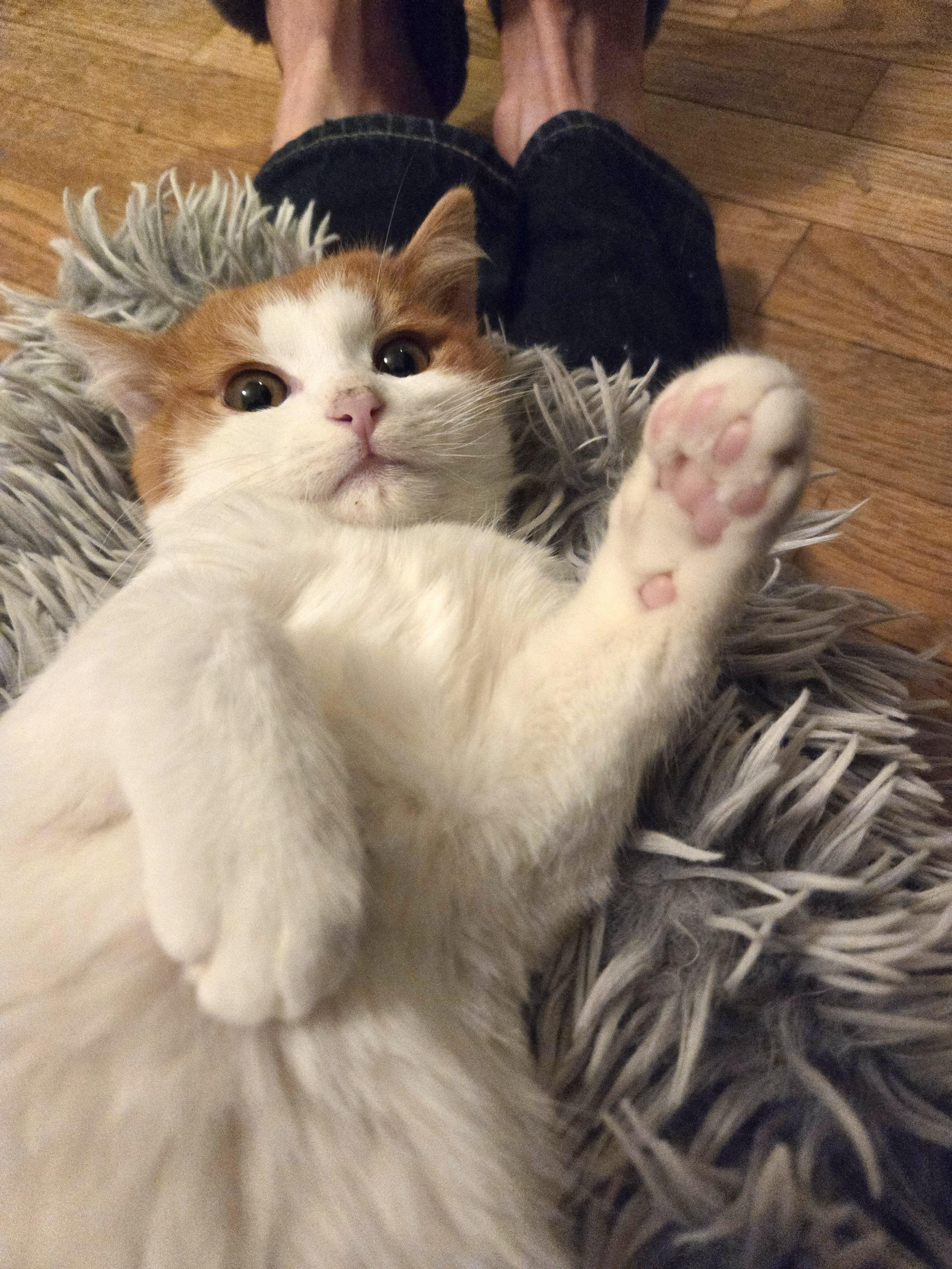 Enlarge Curly Fry (bonded with Dot), a Adopted Domestic Short Hair in San Francisco, CA image 6/6