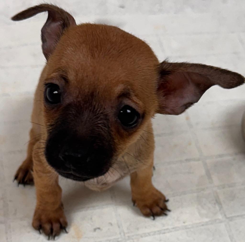 Lachlan, Adopted, Puppy Male Chihuahua.