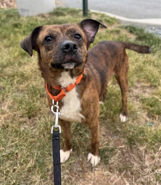 Enlarge HERCULES, a Adoptable Chihuahua in Leesburg, VA image 1/1