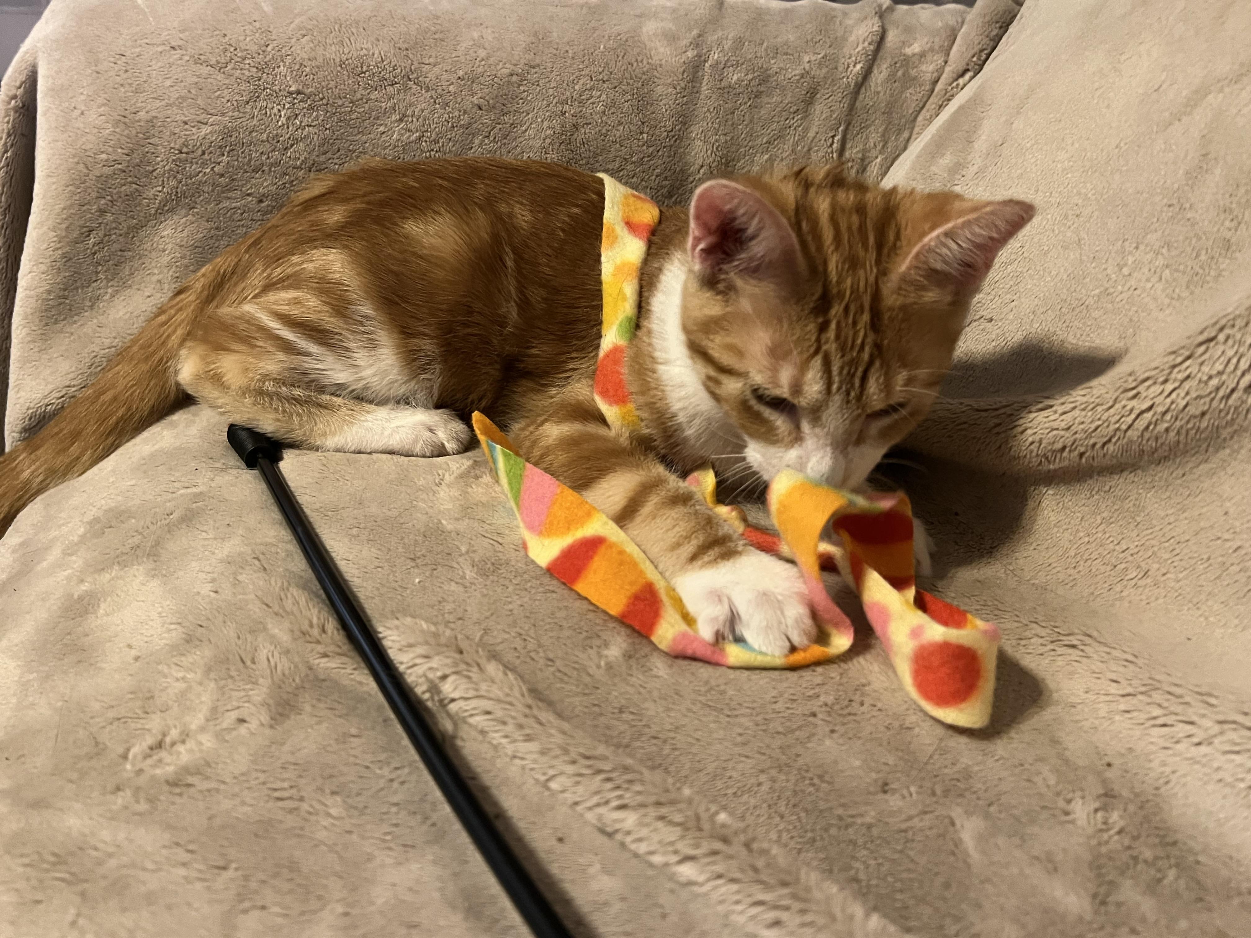 Enlarge Pending, a Adoptable Domestic Short Hair in san antonio, TX image 1/3