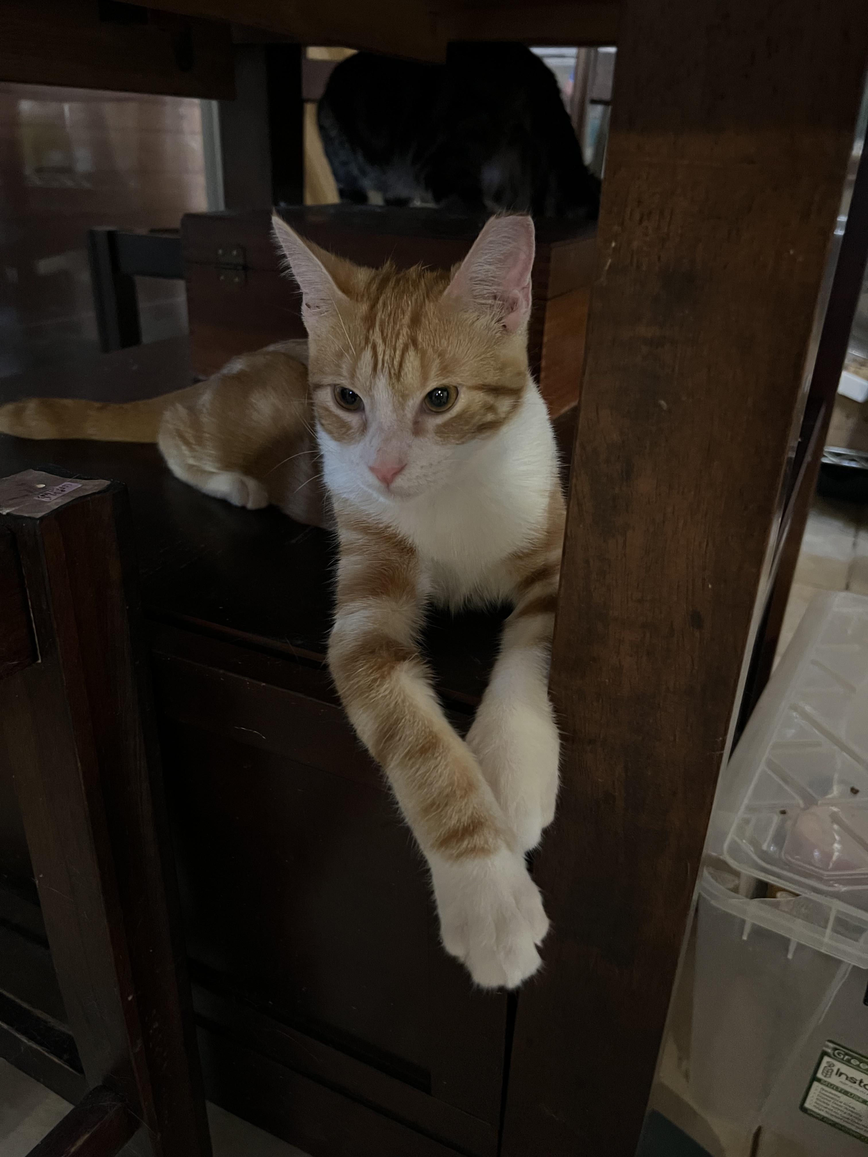 Enlarge Pending, a Adoptable Domestic Short Hair in san antonio, TX image 2/3