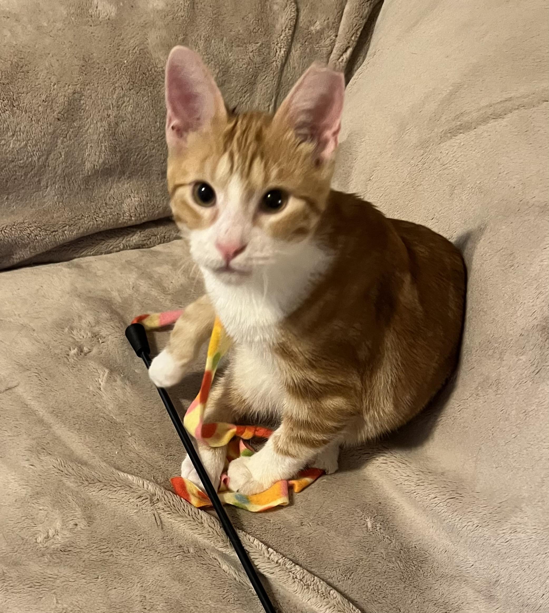 Pending, Adoptable, Young Male Domestic Short Hair.