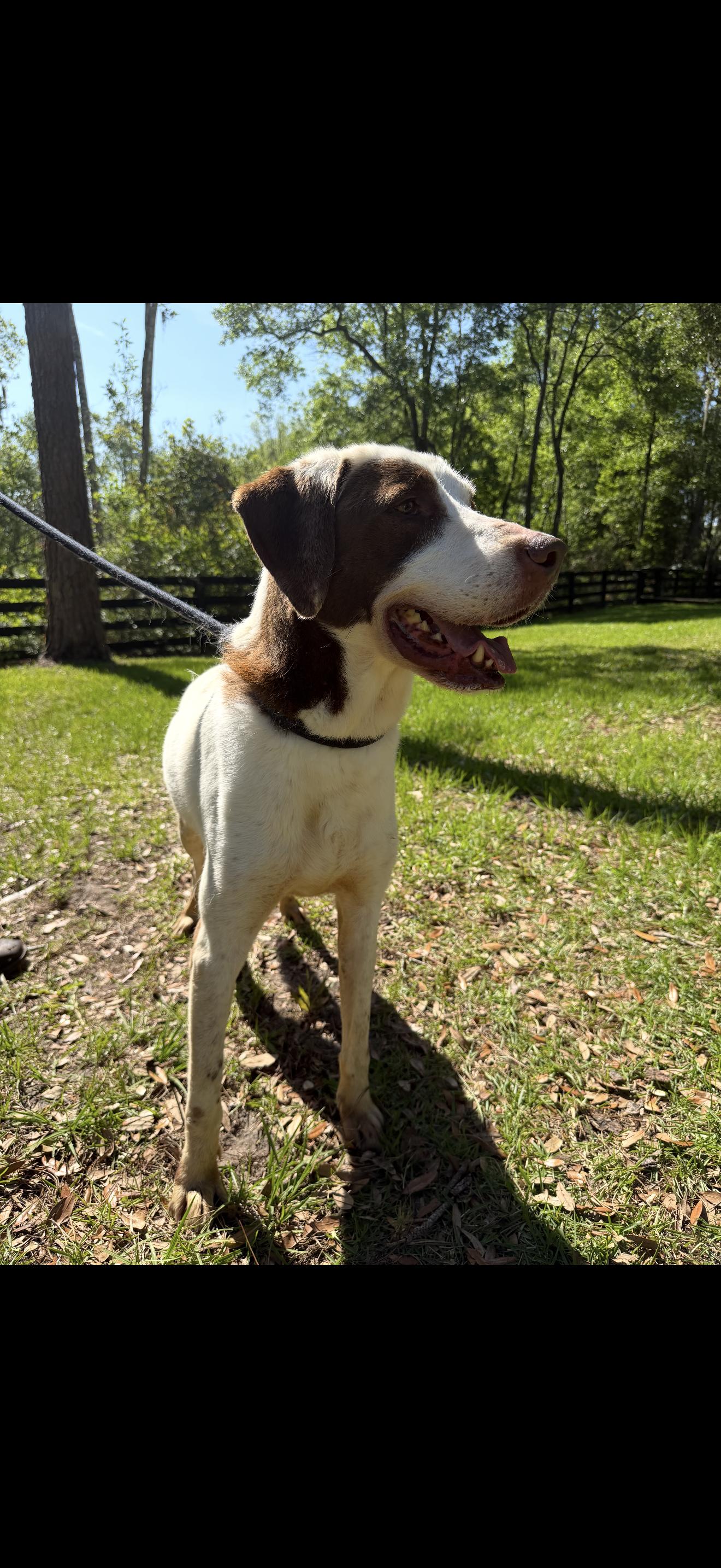 Enlarge Schultz, a Adoptable German Shorthaired Pointer in Oviedo, FL image 3/4