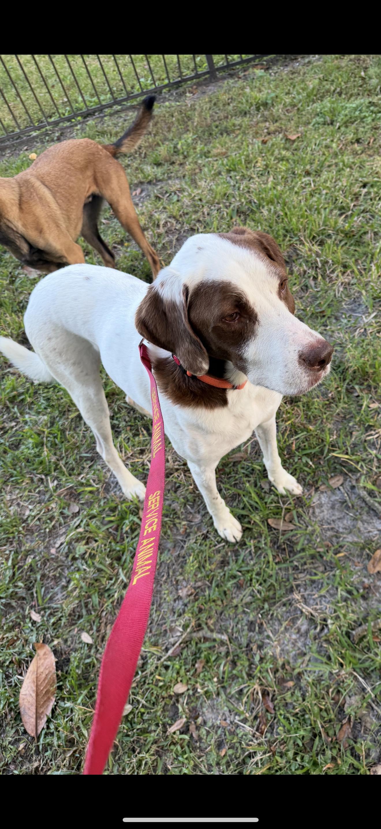 Schultz, Adoptable, Adult Male German Shorthaired Pointer.