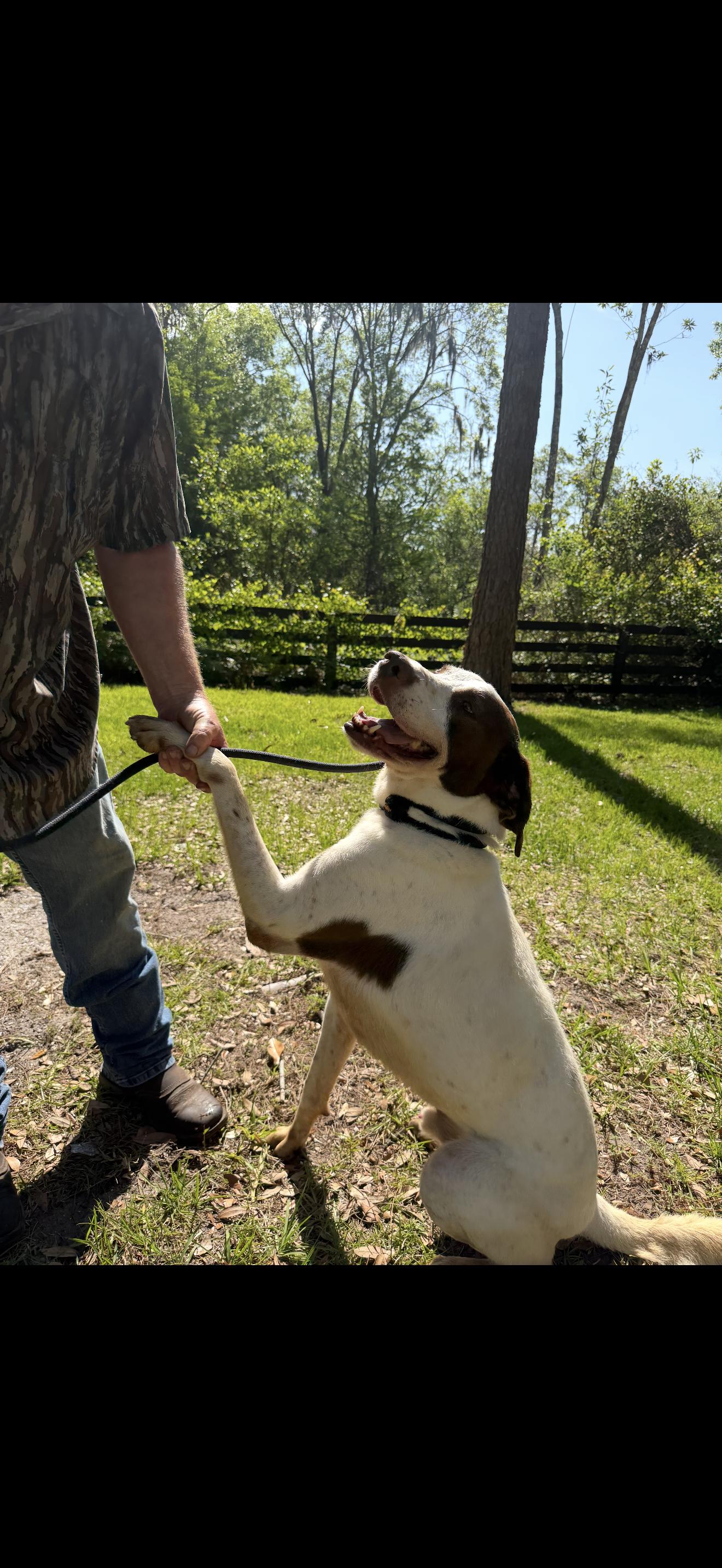 Enlarge Schultz, a Adoptable German Shorthaired Pointer in Oviedo, FL image 4/4