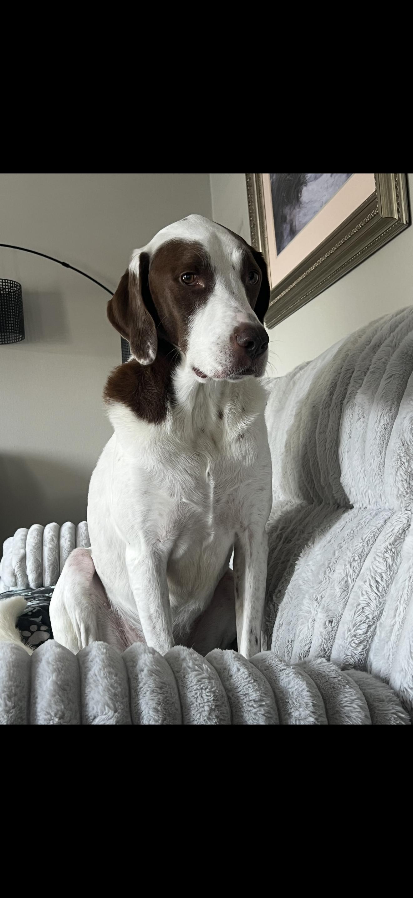 Schultz, a Adoptable German Shorthaired Pointer in Oviedo, FL image 2/3