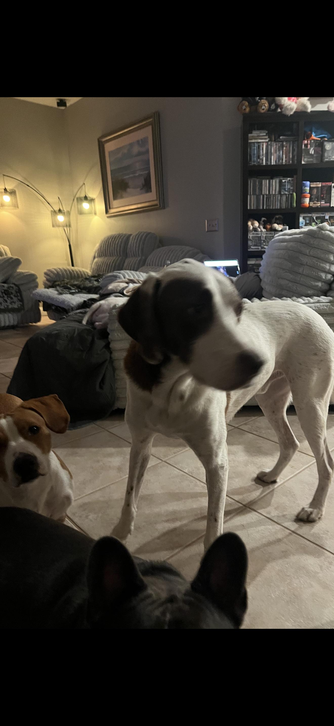 Schultz, a Adoptable German Shorthaired Pointer in Oviedo, FL image 3/3