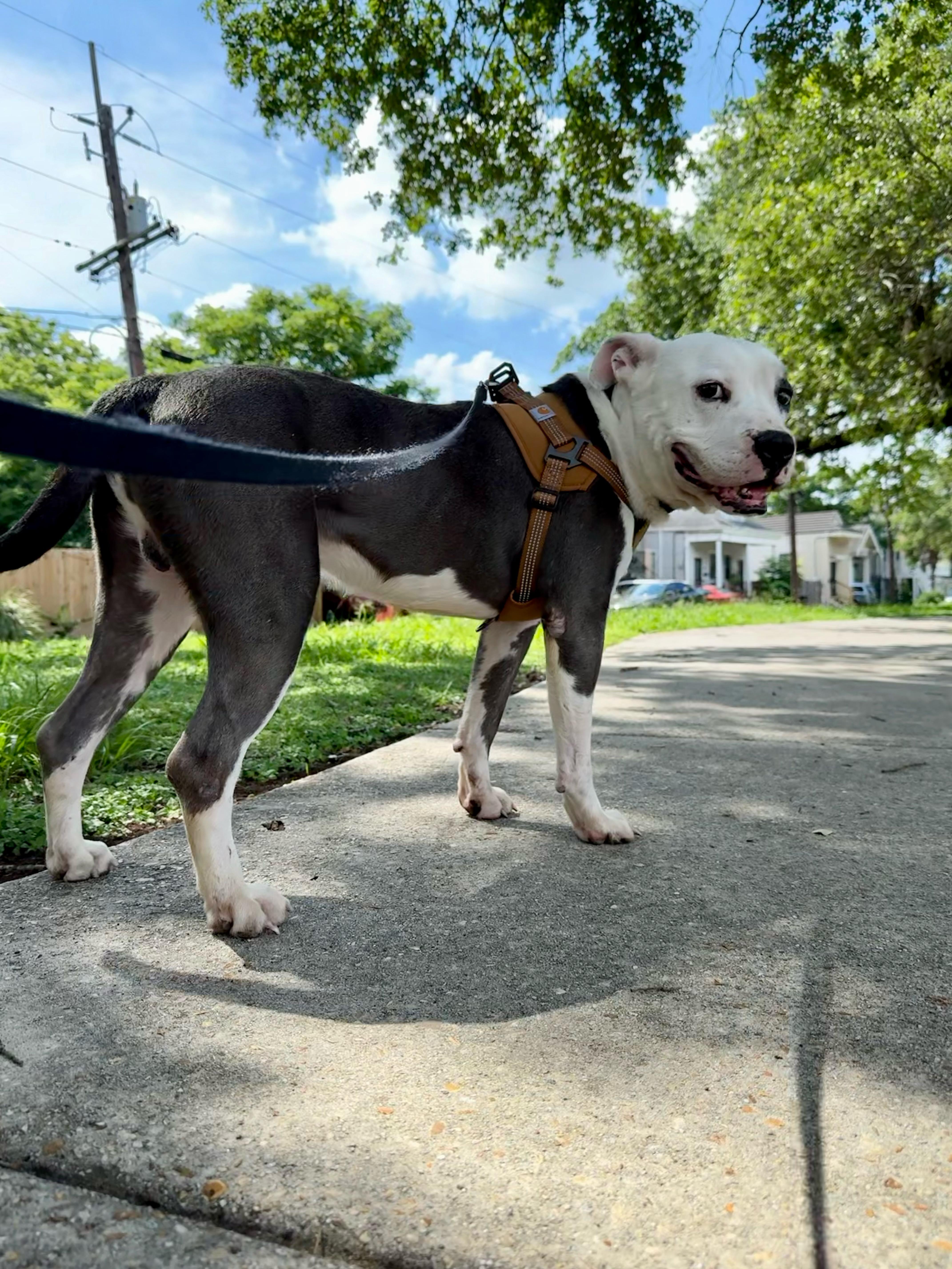 Sonny, a Adoptable mixed breed in New Orleans, LA image 4/6