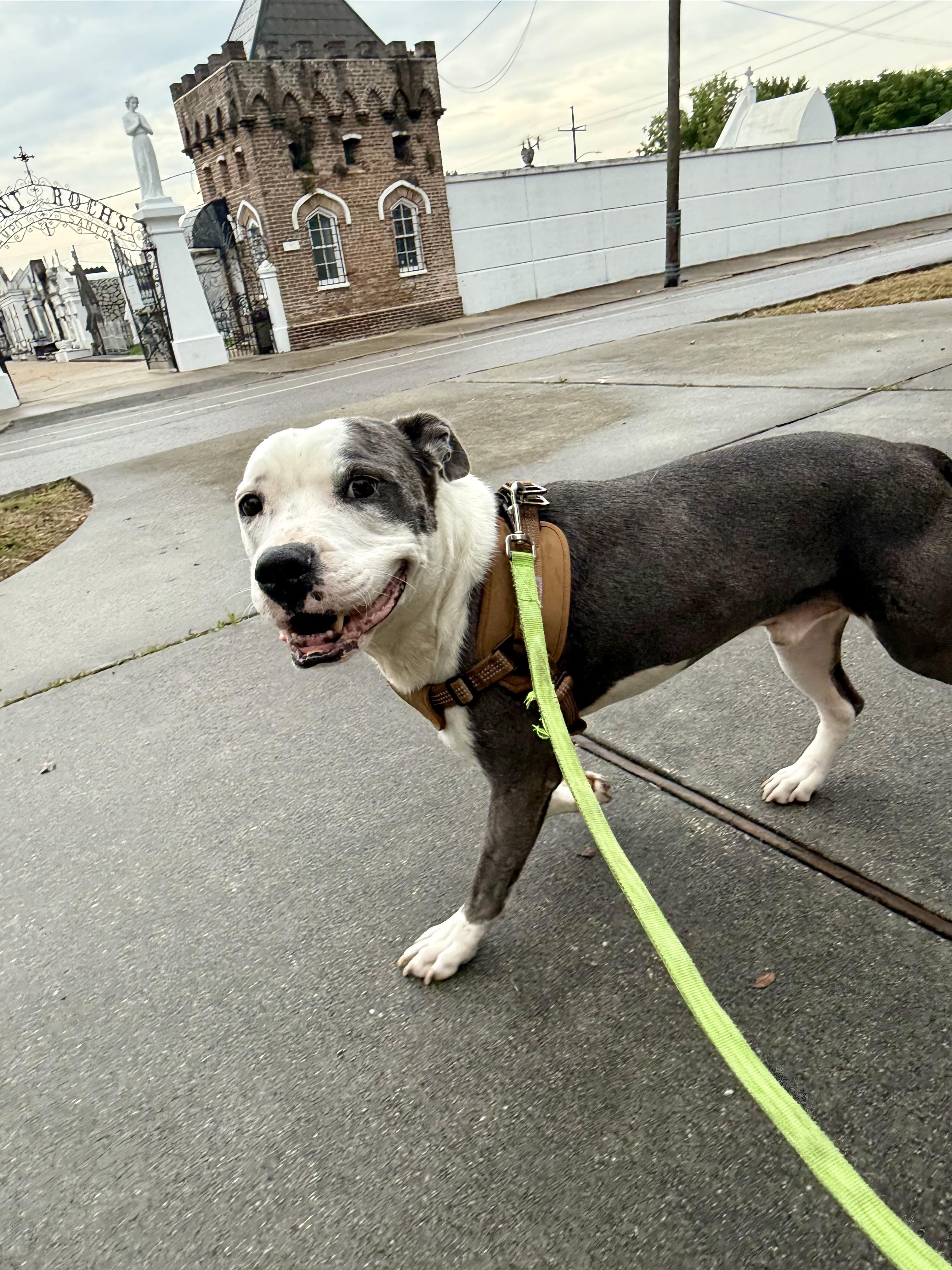 Sonny, a Adoptable mixed breed in New Orleans, LA image 6/6