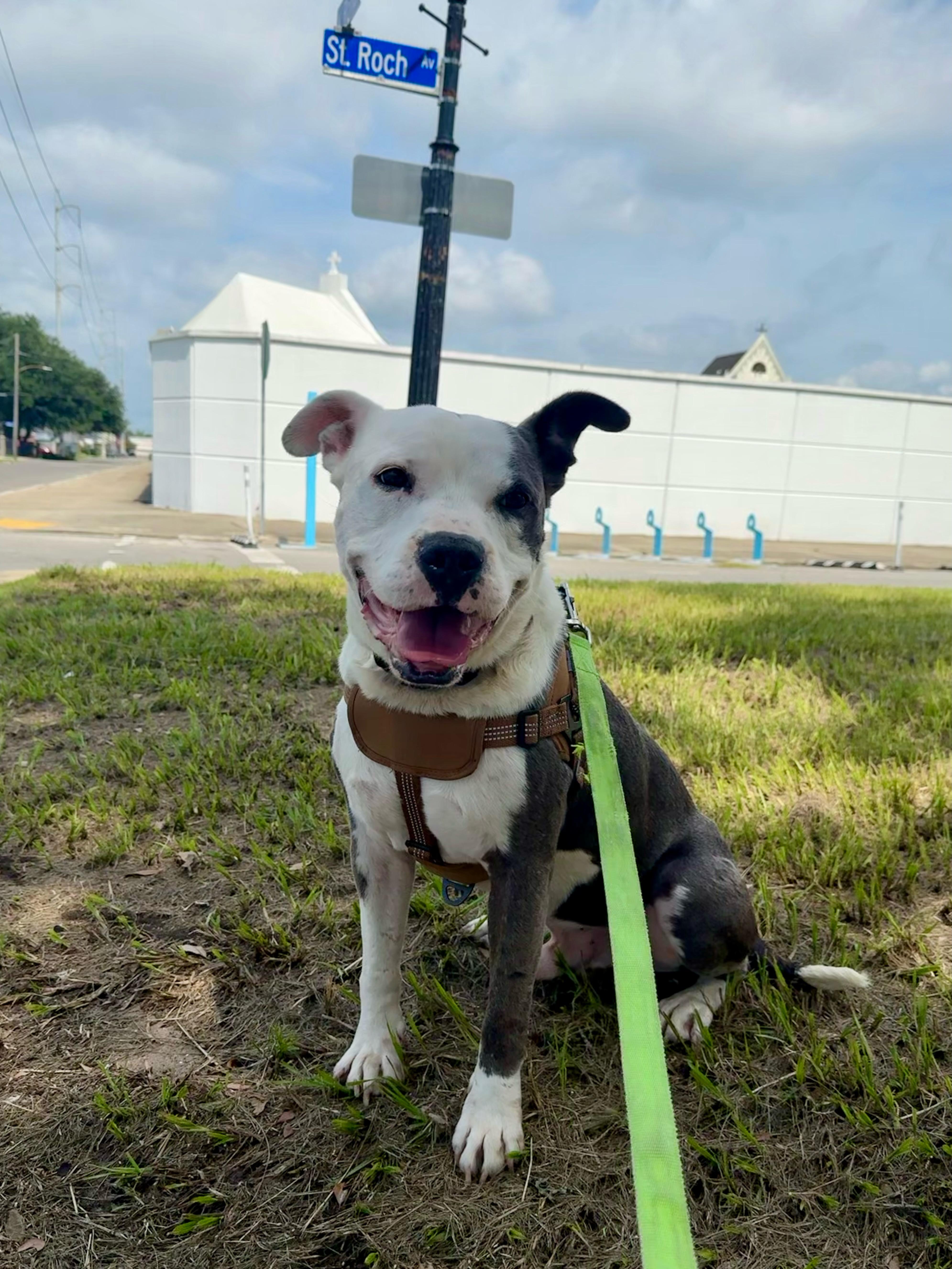 Sonny, a Adoptable mixed breed in New Orleans, LA image 2/6