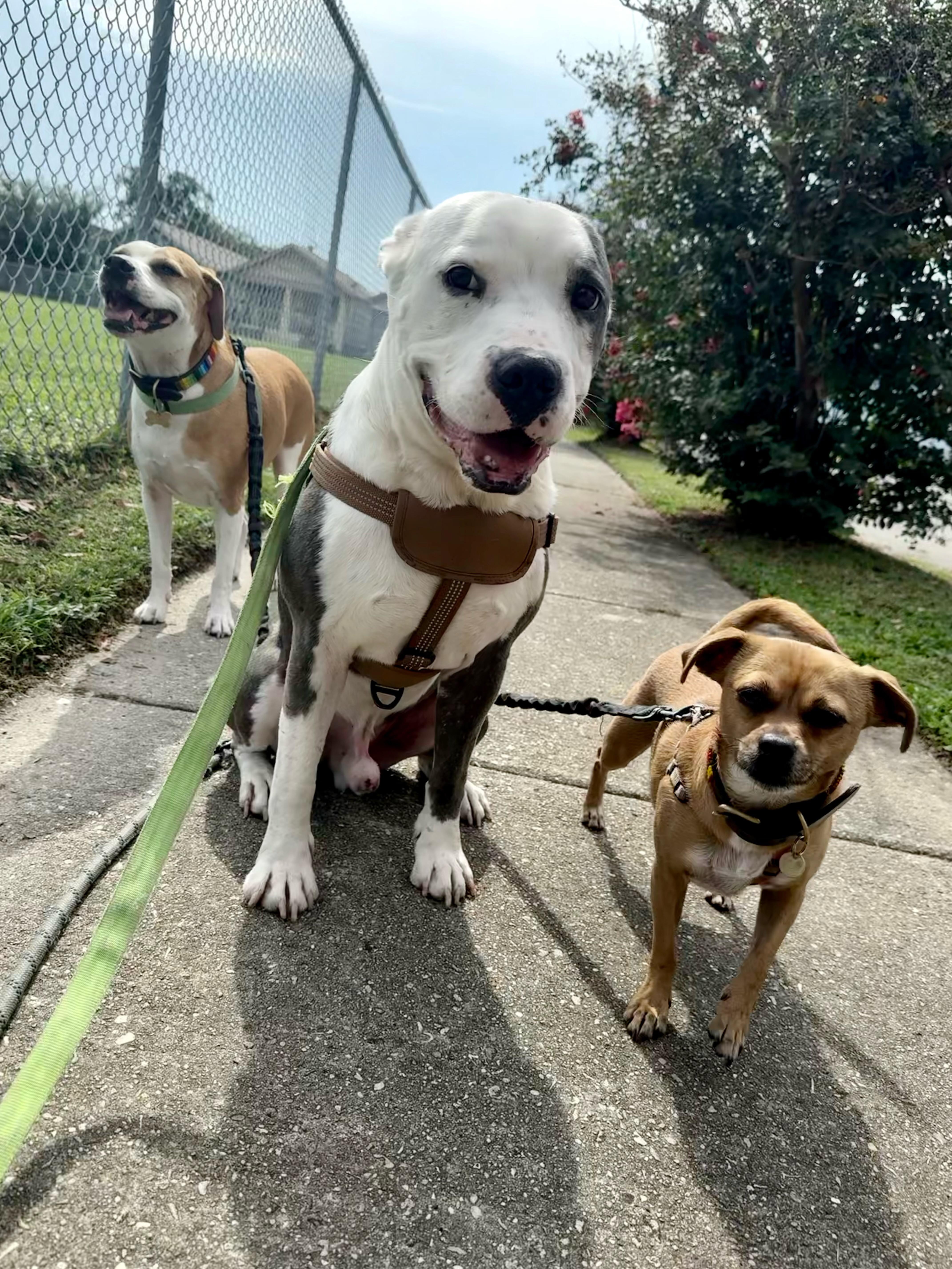 Sonny, a Adoptable mixed breed in New Orleans, LA image 1/6
