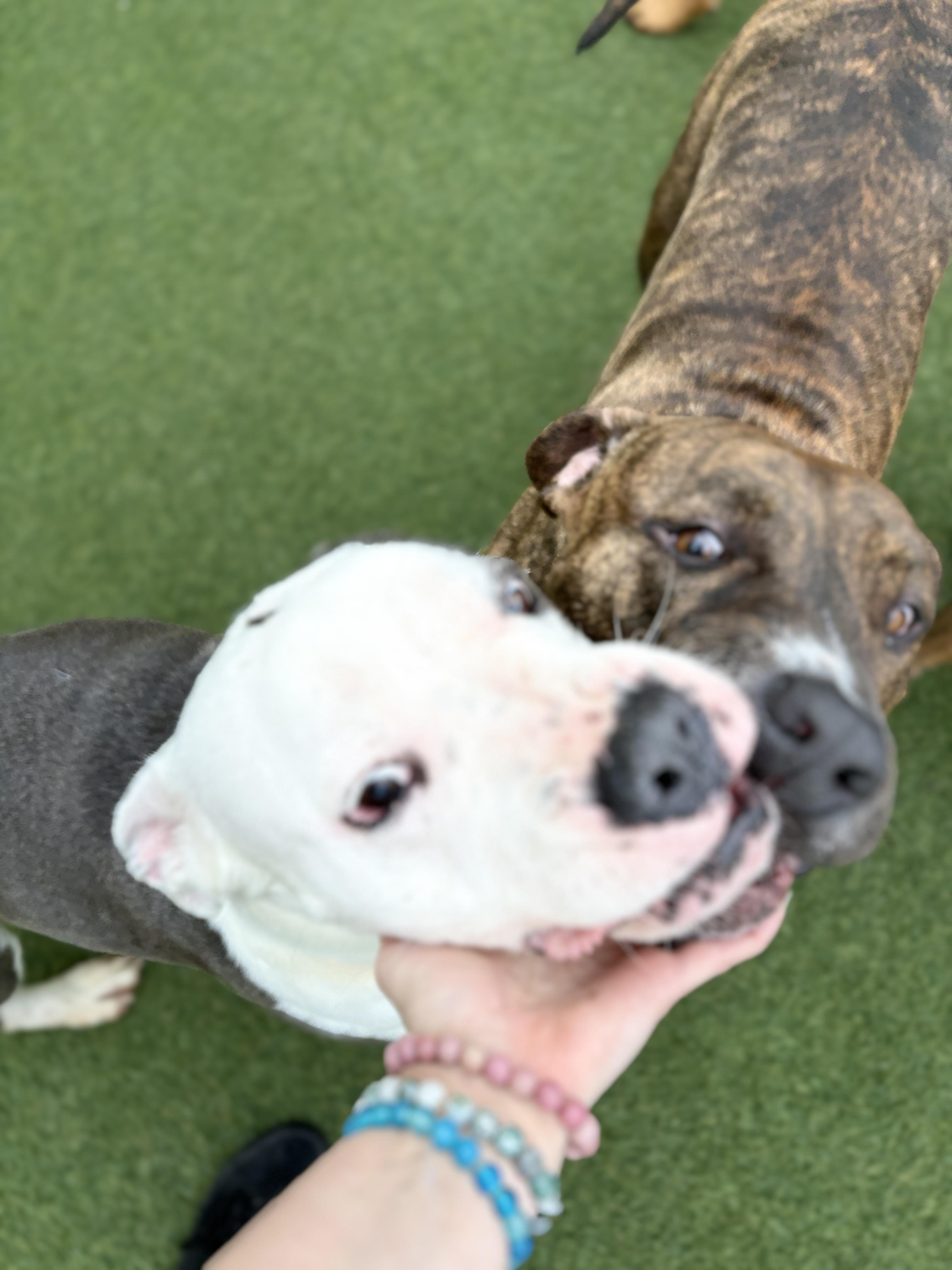 Sonny, a Adoptable mixed breed in New Orleans, LA image 3/6