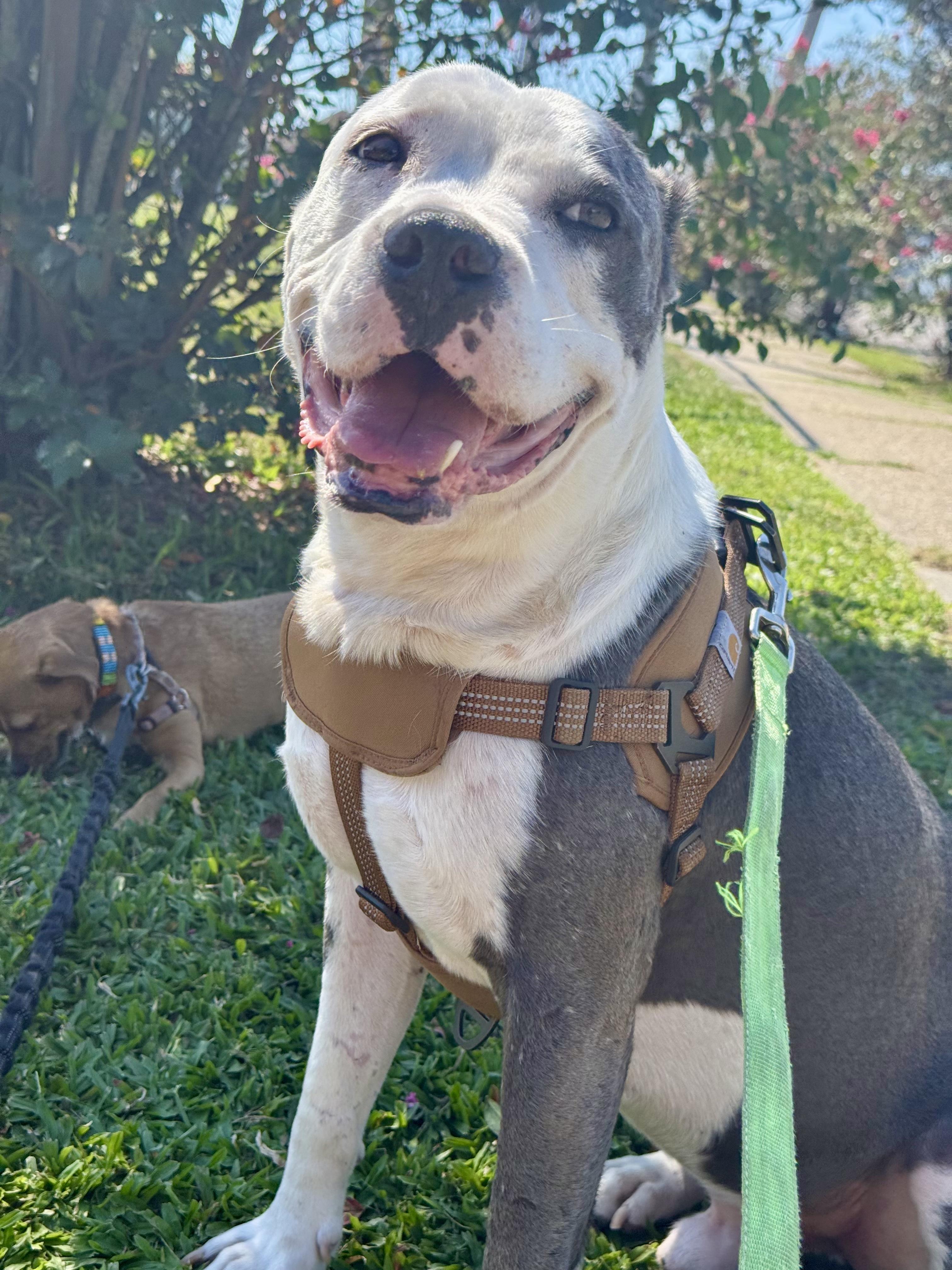 Sonny, a Adoptable mixed breed in New Orleans, LA image 5/6