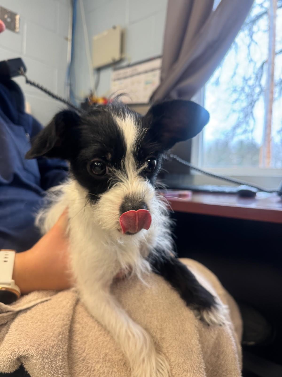 Koda, ADOPTABLE, Young Male Jack Russell Terrier.