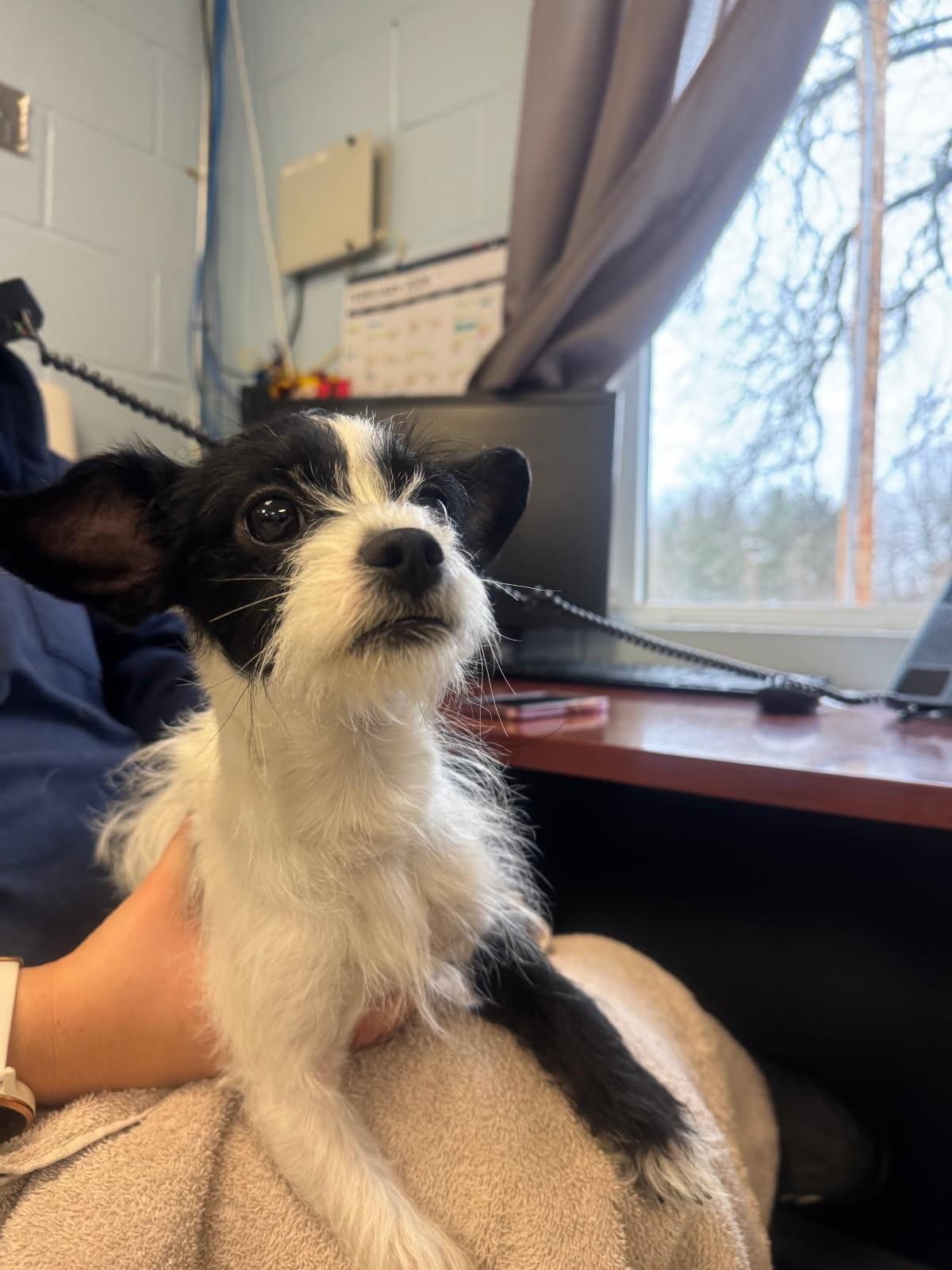 Koda, a ADOPTABLE mixed breed in Medina, OH image 2/2