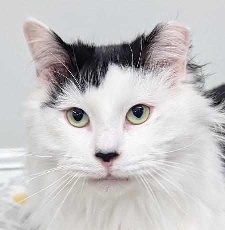 Enlarge Paddy, a Adoptable Domestic Long Hair in Monroe, MI image 1/3