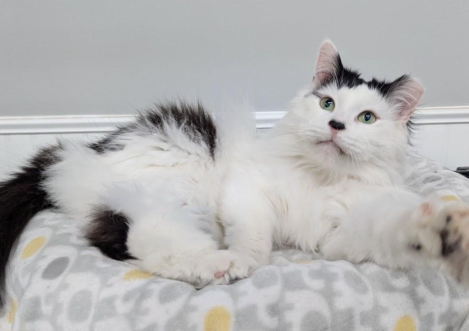 Enlarge Paddy, a Adoptable Domestic Long Hair in Monroe, MI image 3/3