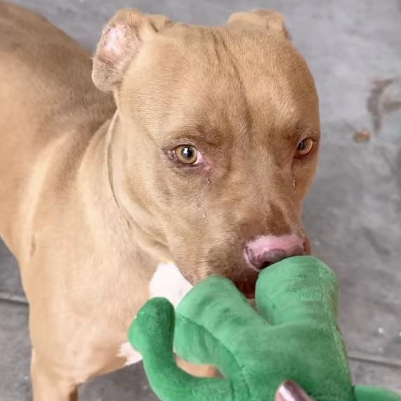 Precious, a Adoptable mixed breed in Santa Monica, CA image 2/4