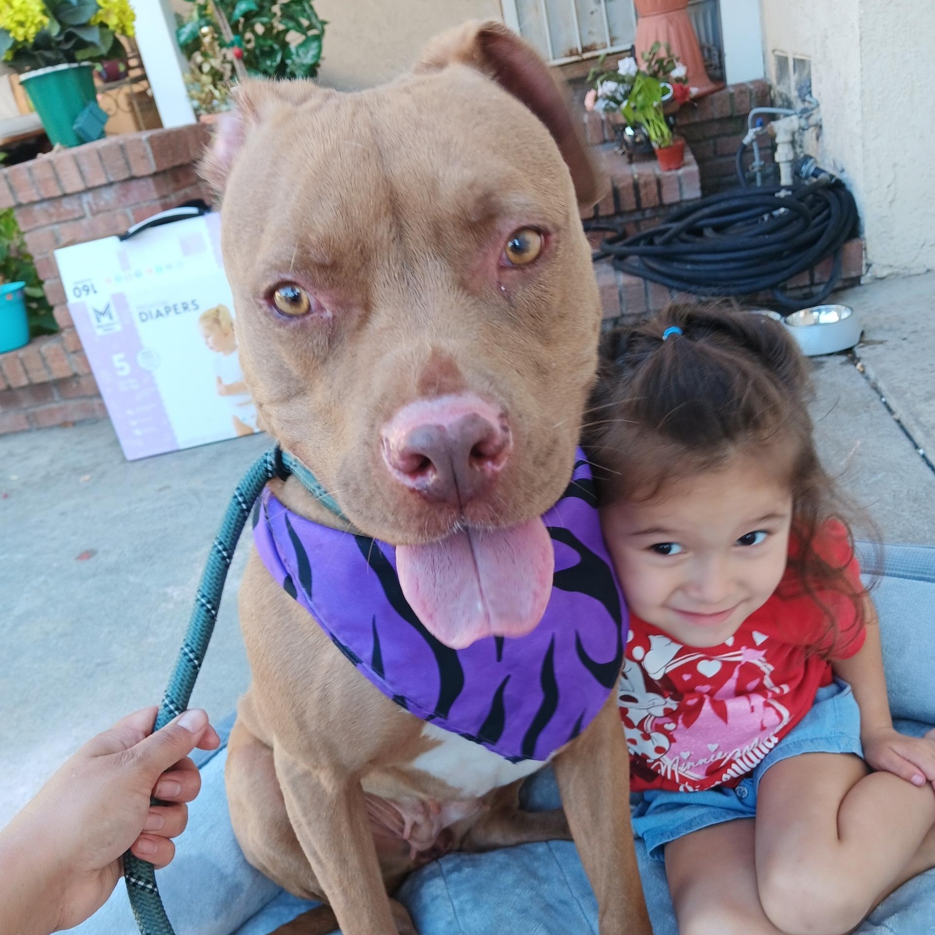 Precious, a Adoptable mixed breed in Santa Monica, CA image 1/4