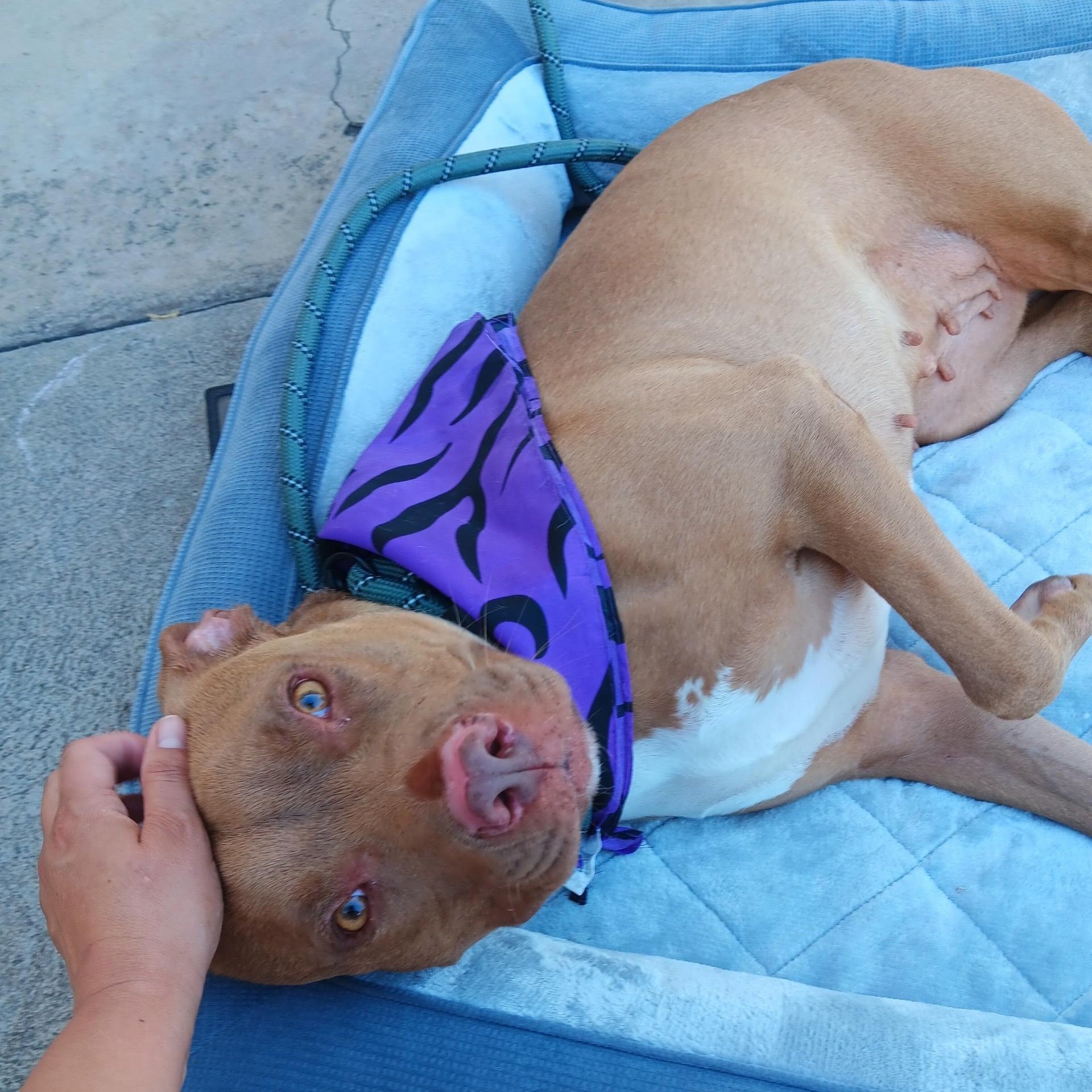 Precious, a Adoptable mixed breed in Santa Monica, CA image 3/4