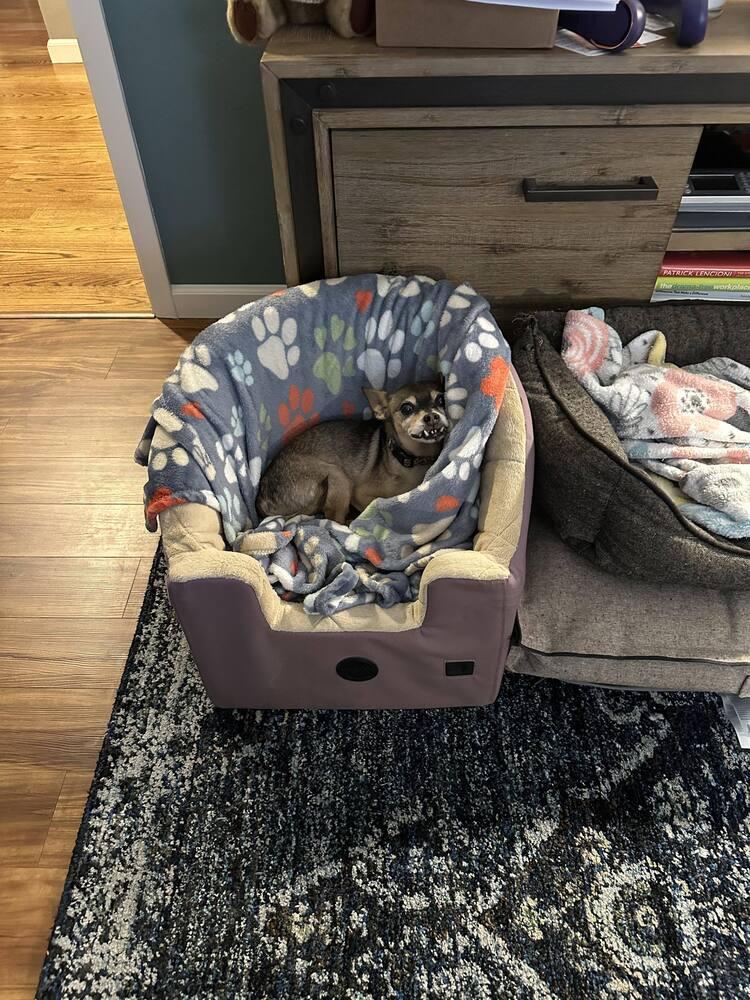 Pablo, Adopted, Senior Male Chihuahua & Terrier.