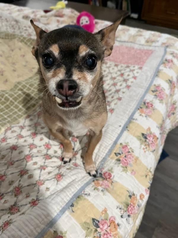 Enlarge Pablo, a Adopted mixed breed in Claremont, CA image 3/5
