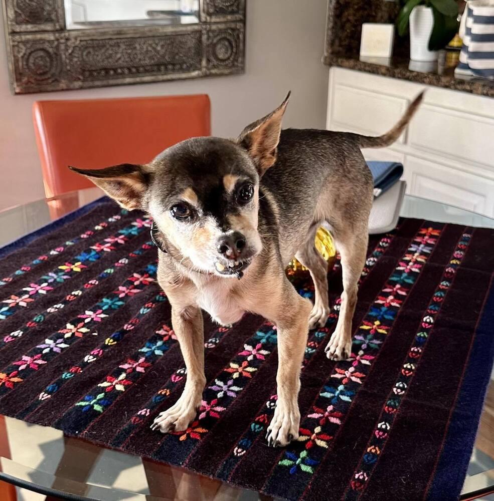 Enlarge Pablo, a Adopted mixed breed in Claremont, CA image 5/5